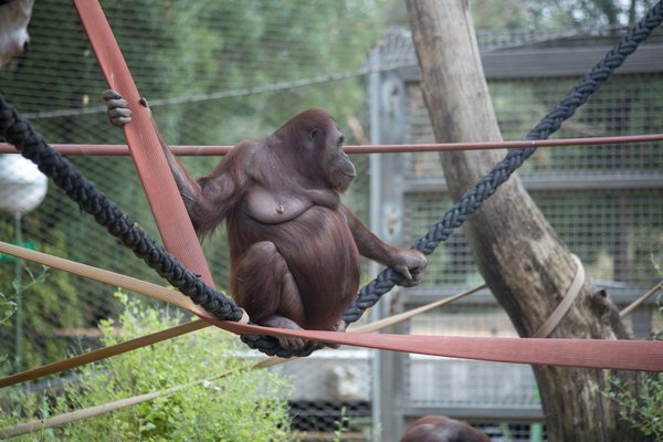 Quels sont les horaires d'ouverture du zoo de La Palmyre ?