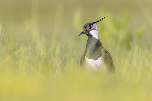 Qu'est-ce qui rend la cinescenie du Puy du Fou si spectaculaire ?