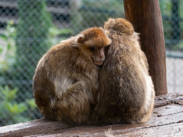 Où se trouve le zoo de Beauval ?